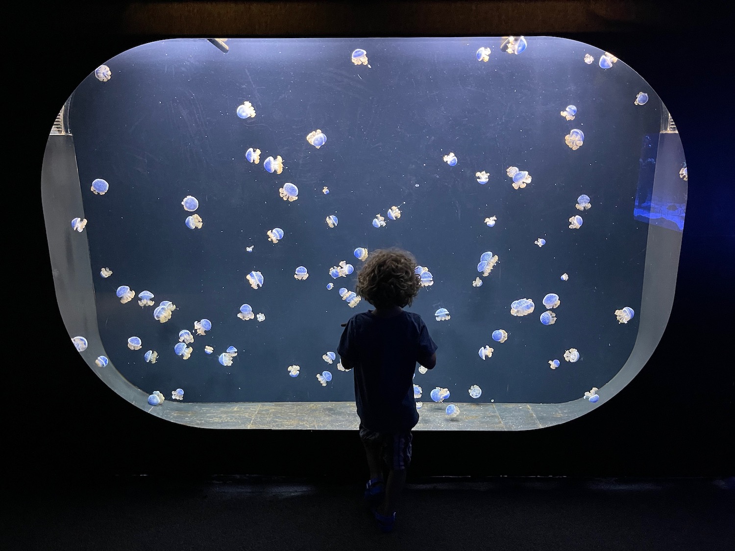 a child looking at a fish tank