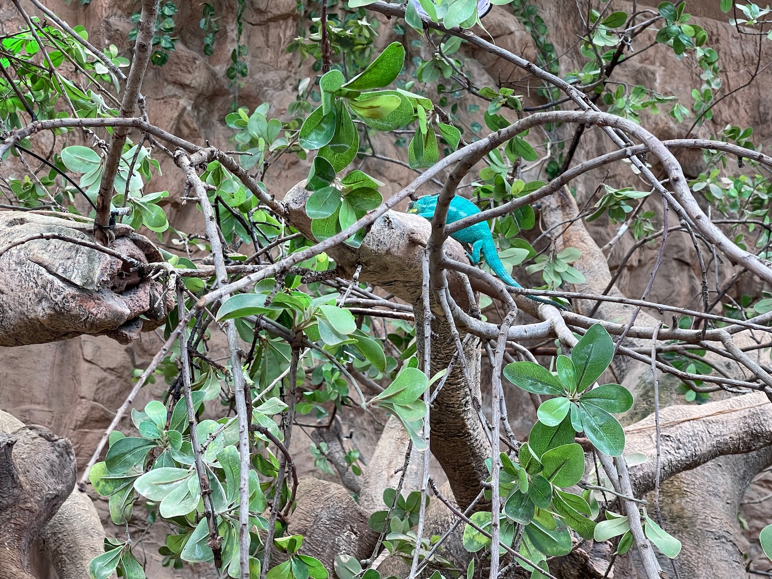 a lizard on a tree branch