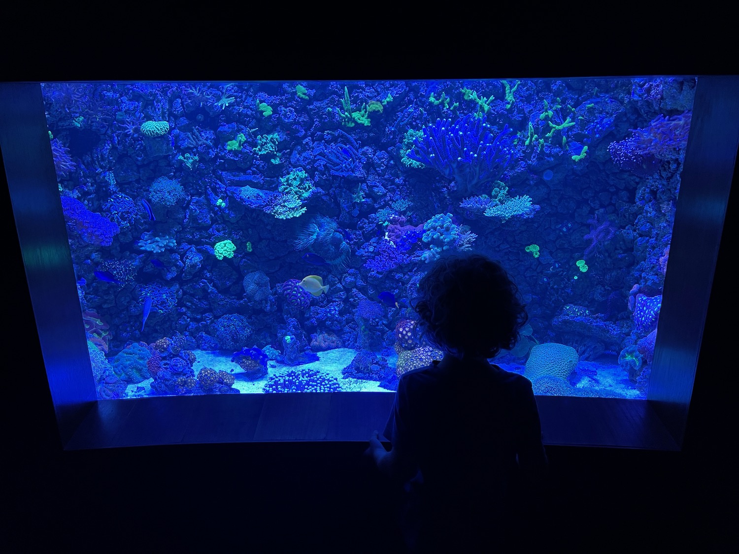 a person looking at a fish tank