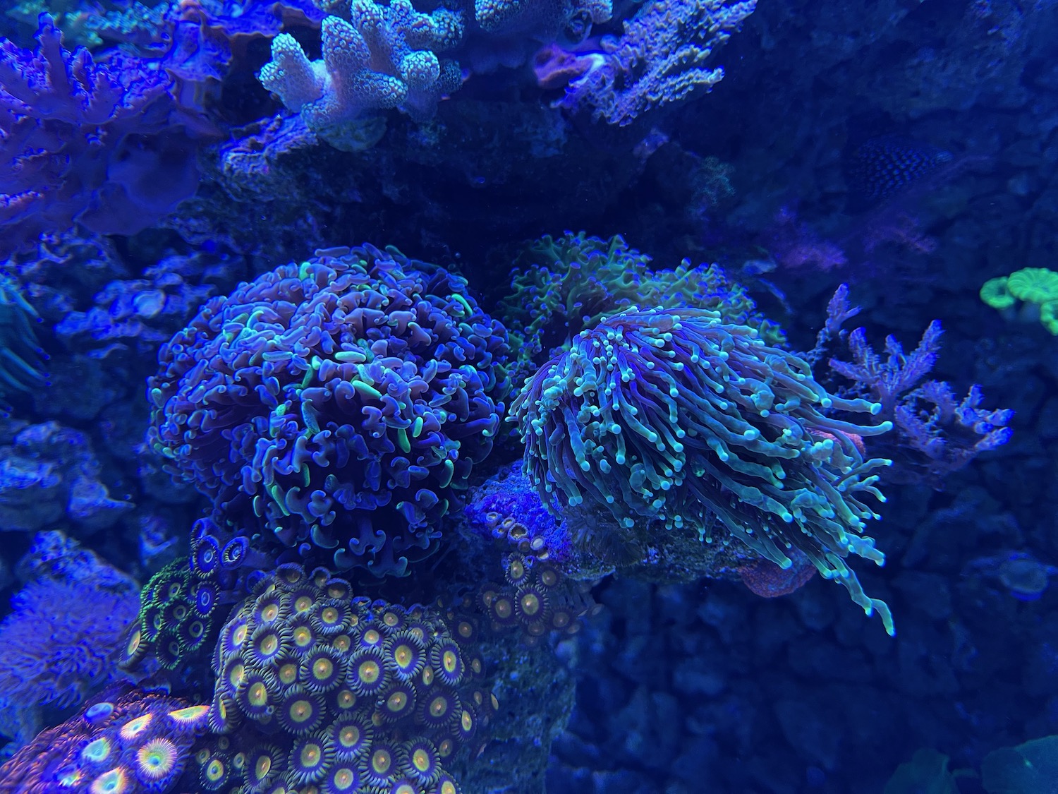 a group of corals in a tank
