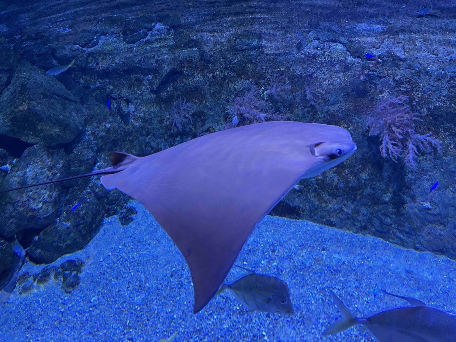 a stingray swimming in the water