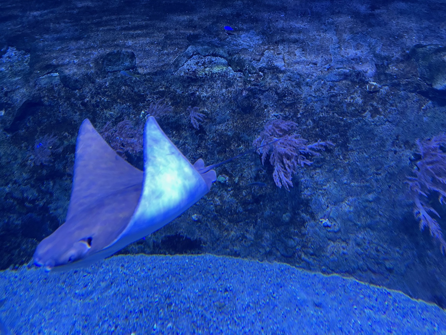 a stingray swimming in the water