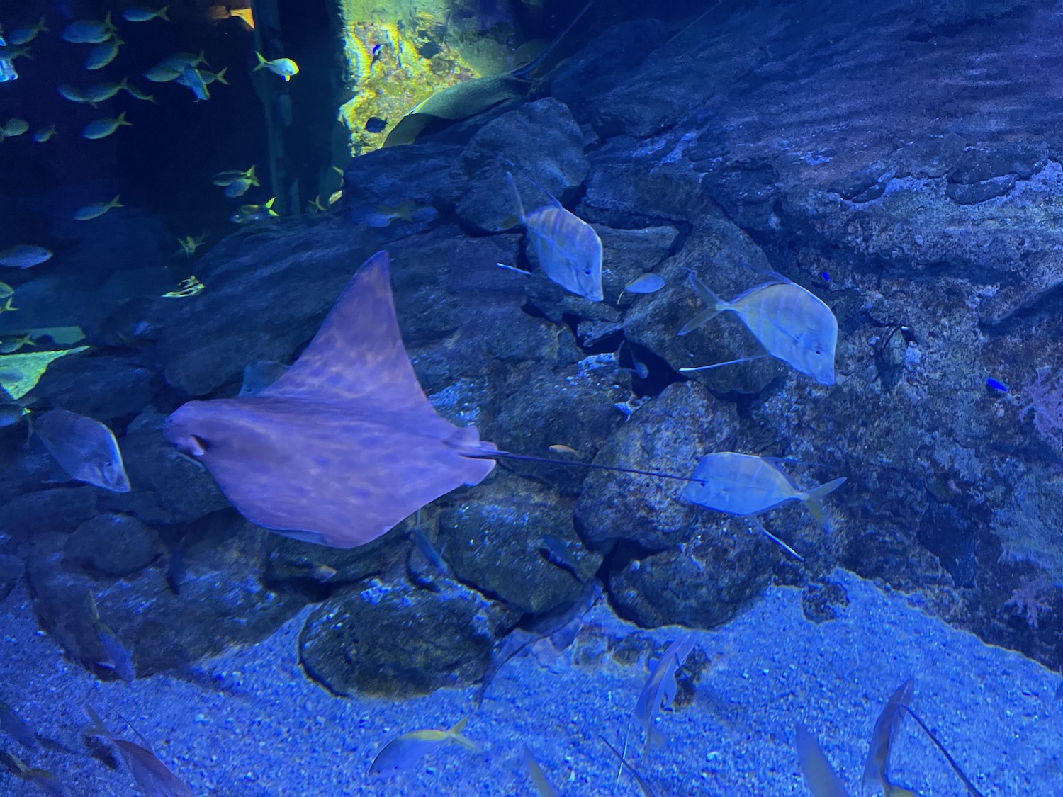 a group of fish swimming in a tank