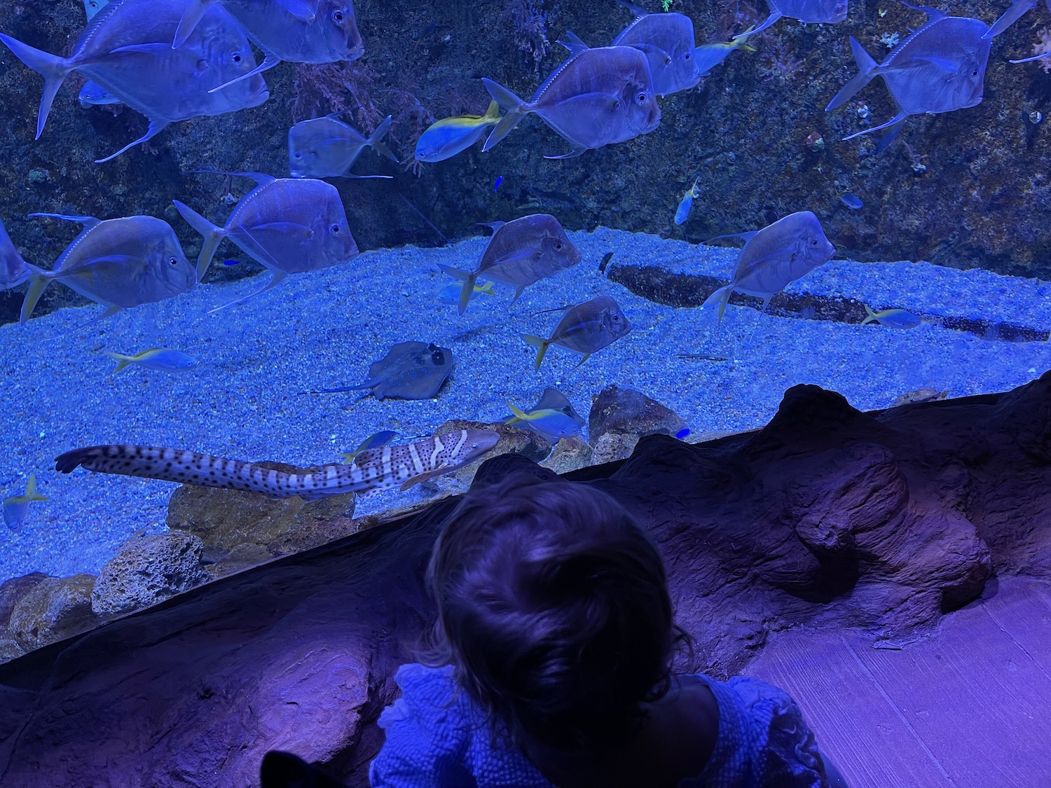 a child looking at fish in a tank