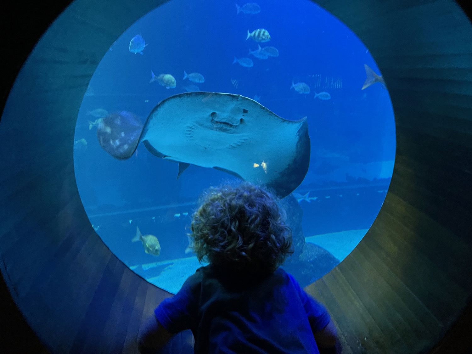 a child looking at fish in a tunnel
