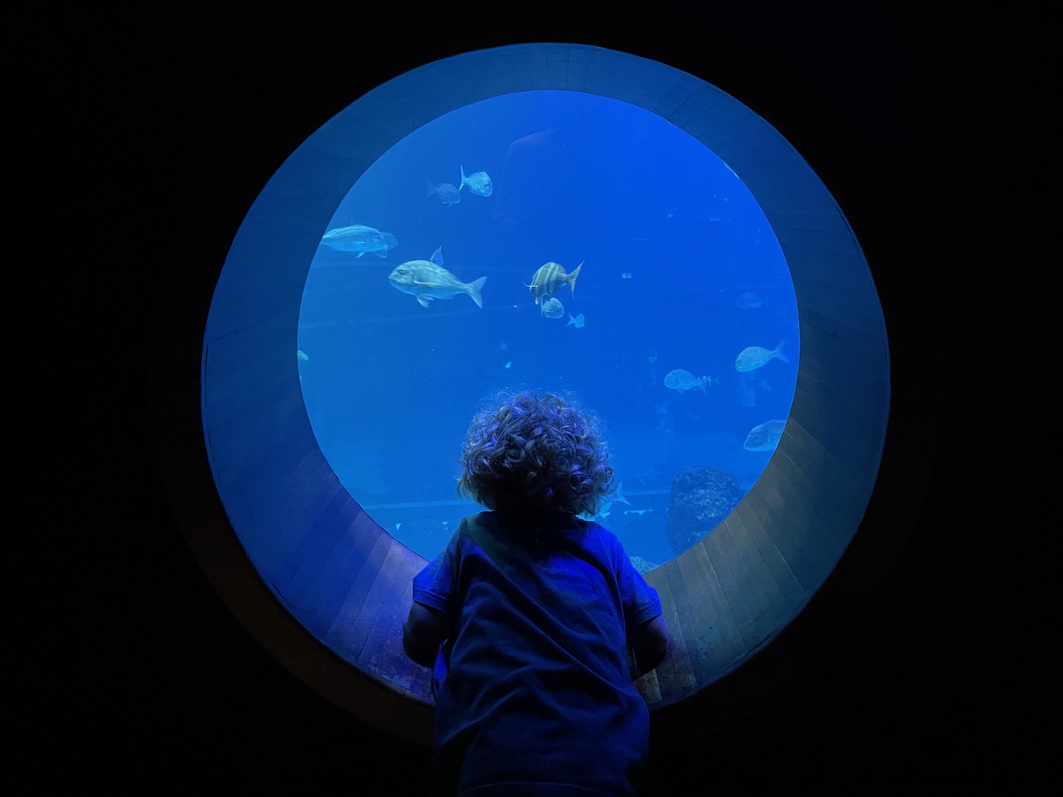 a child looking at fish in a round window