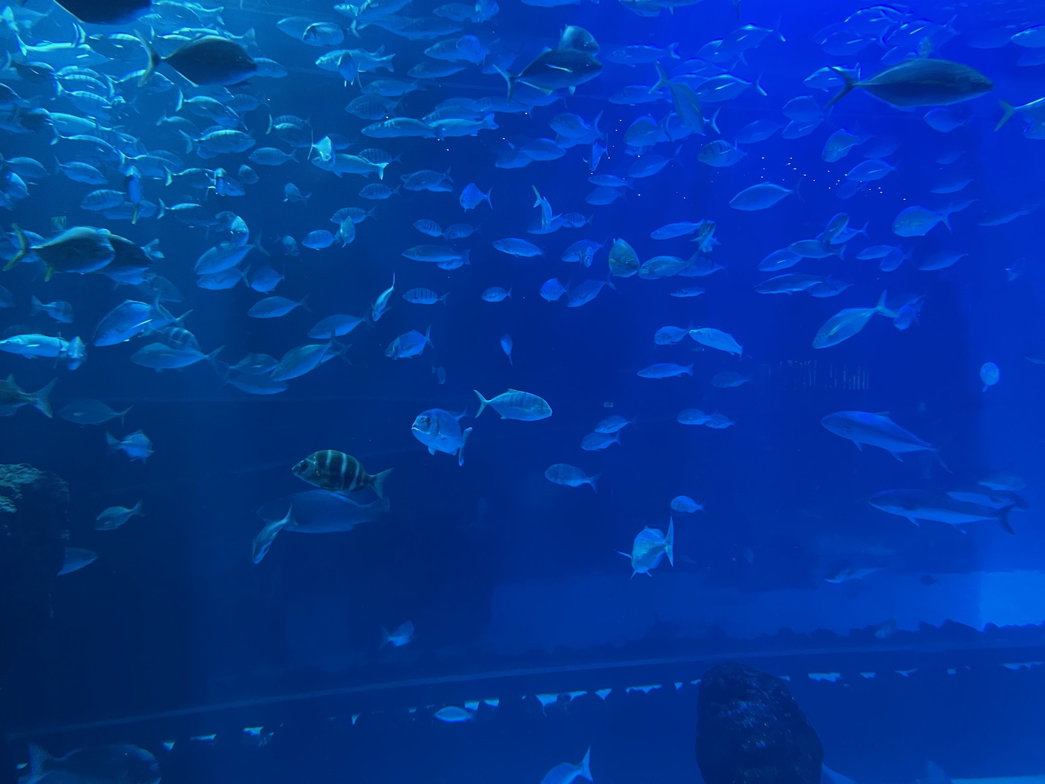 a large group of fish in a tank