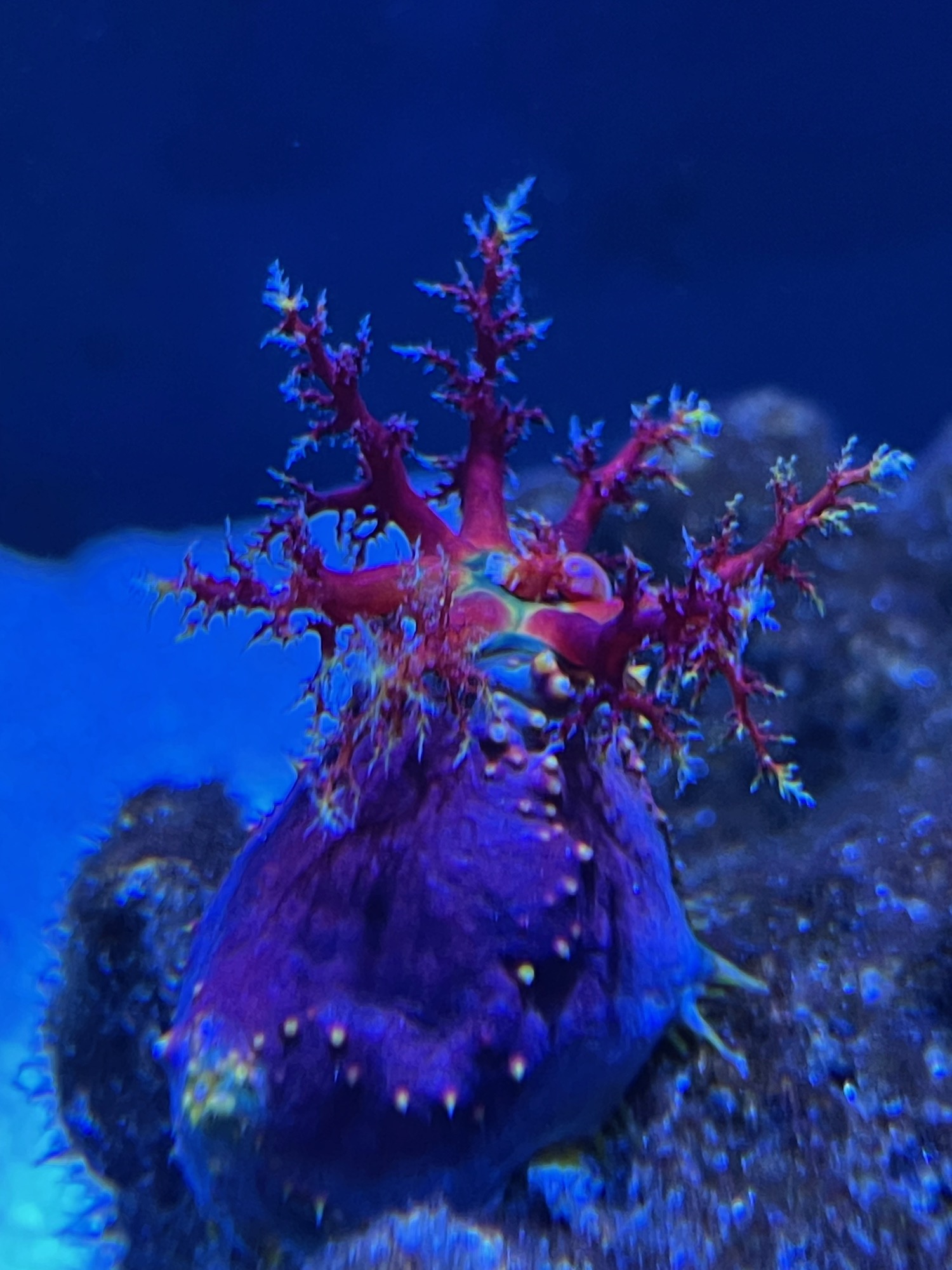 a purple and pink sea creature