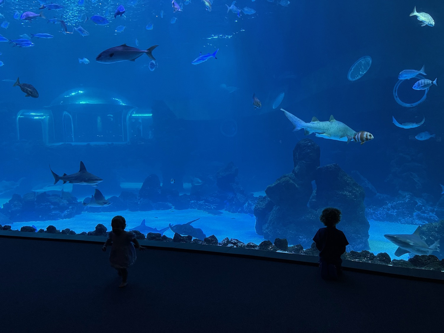 a child looking at fish in a tank