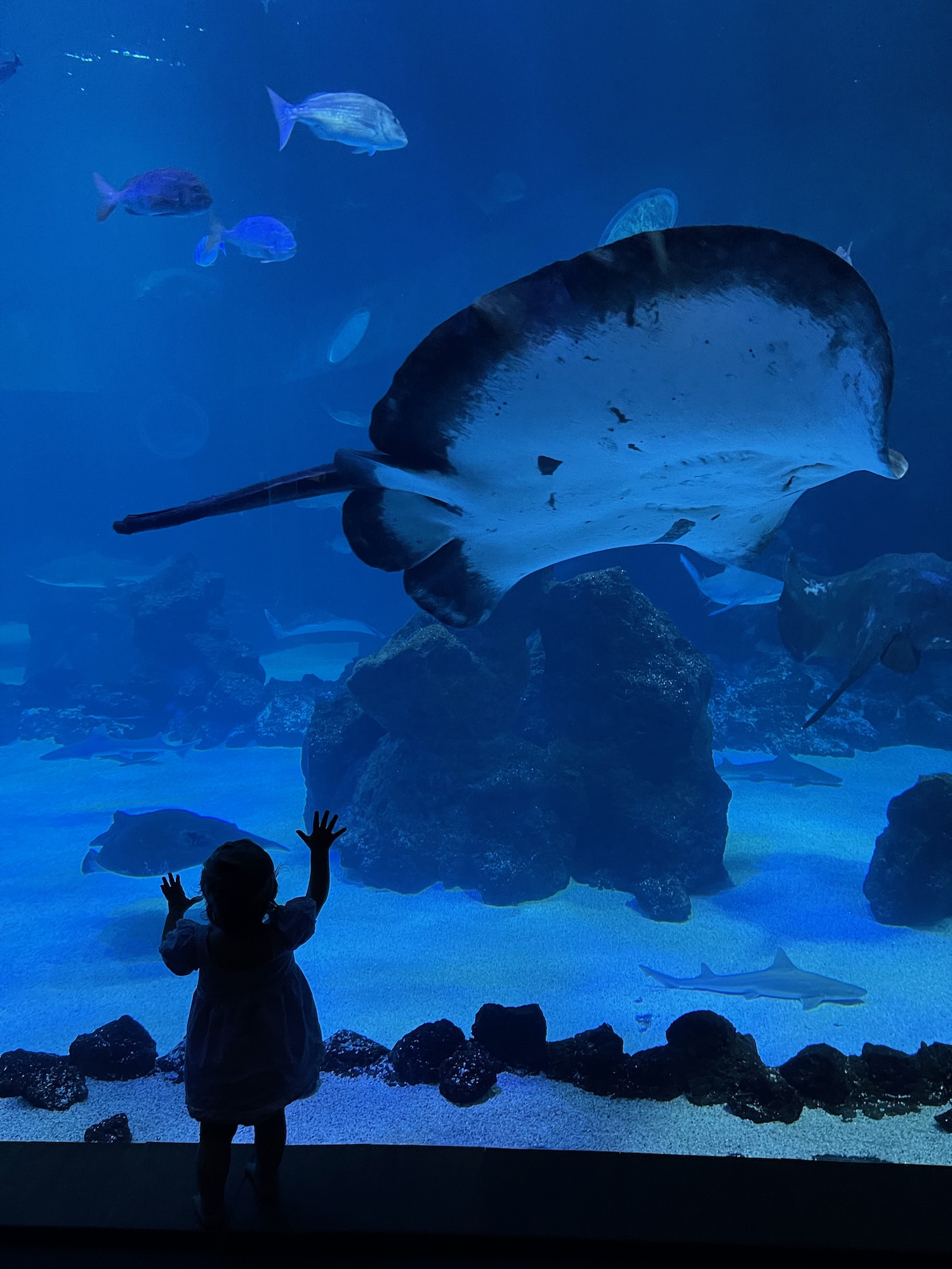 a child looking at a fish in a tank