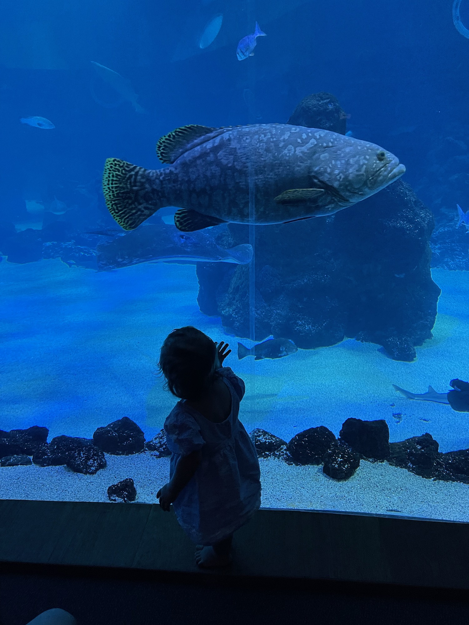 a girl looking at a fish in a tank