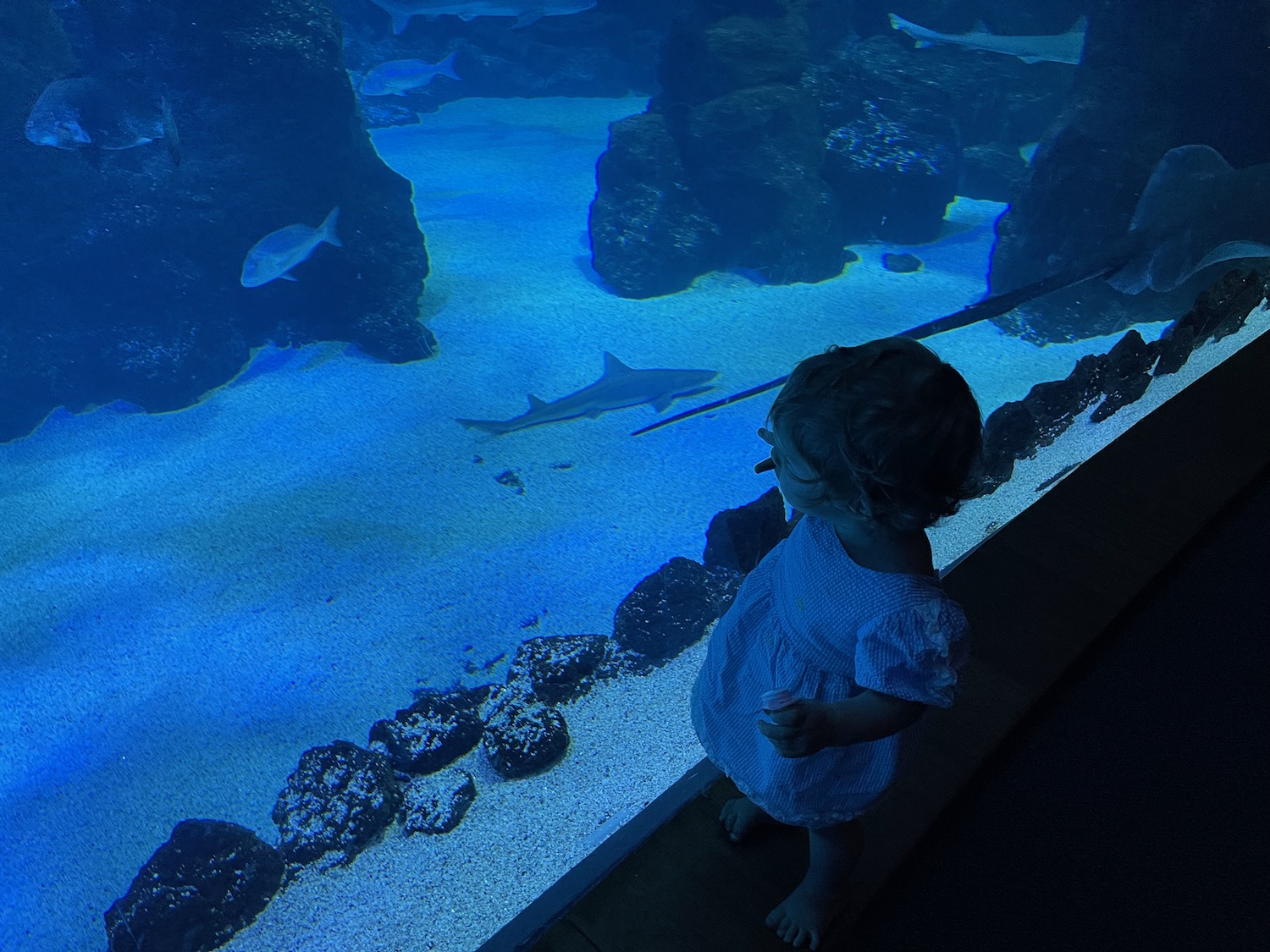 a child looking at a shark in a tank