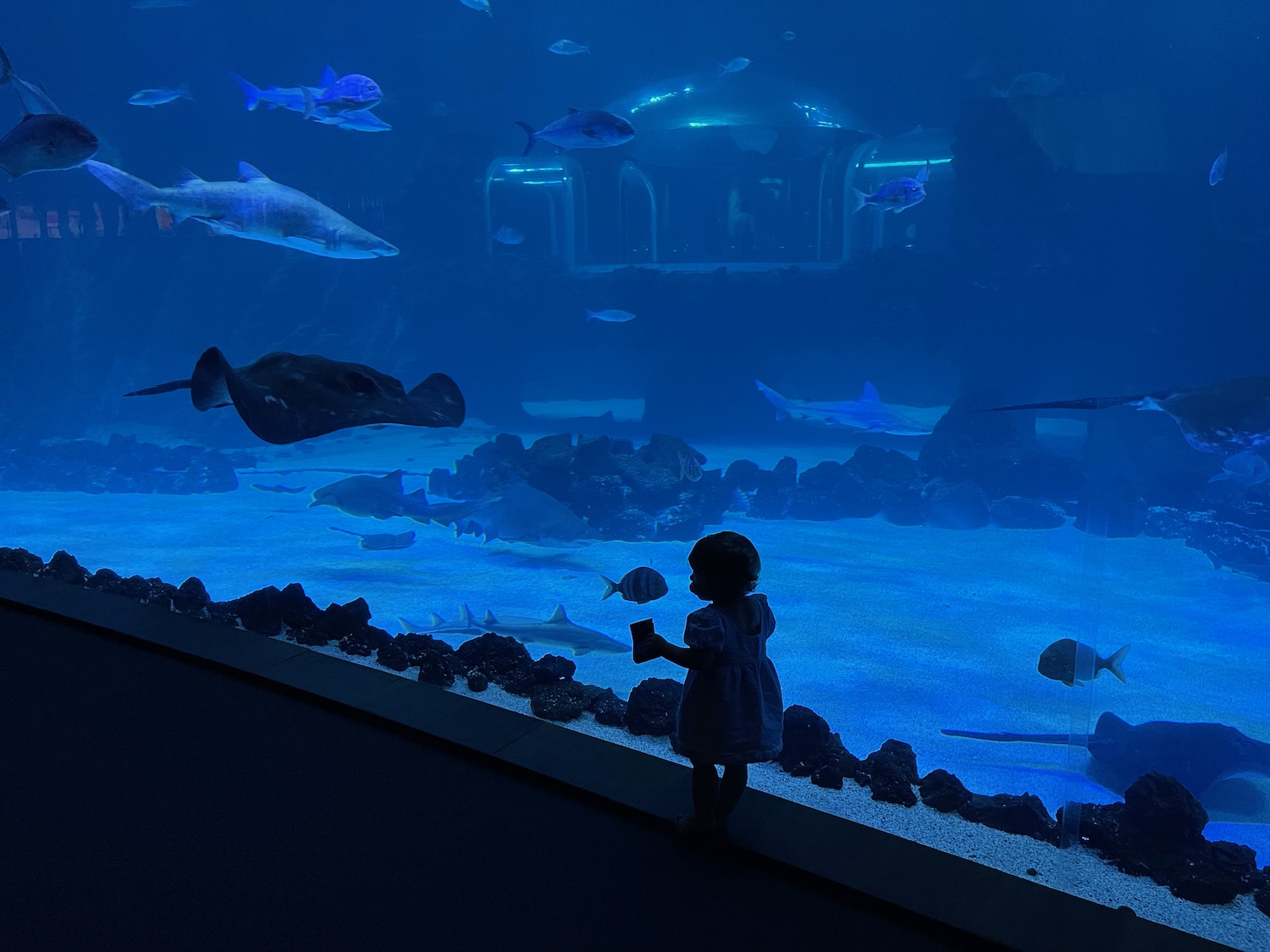 a child standing in front of a large aquarium with fish