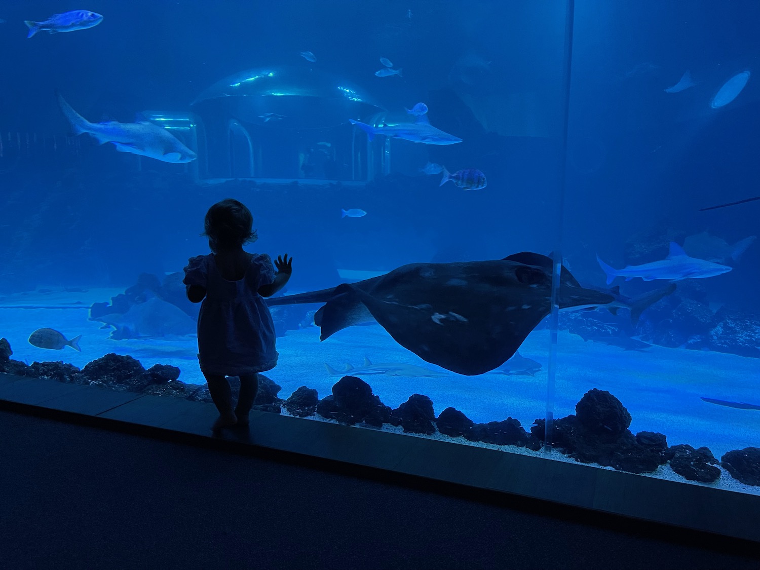 a child standing in front of a large glass tank with fish