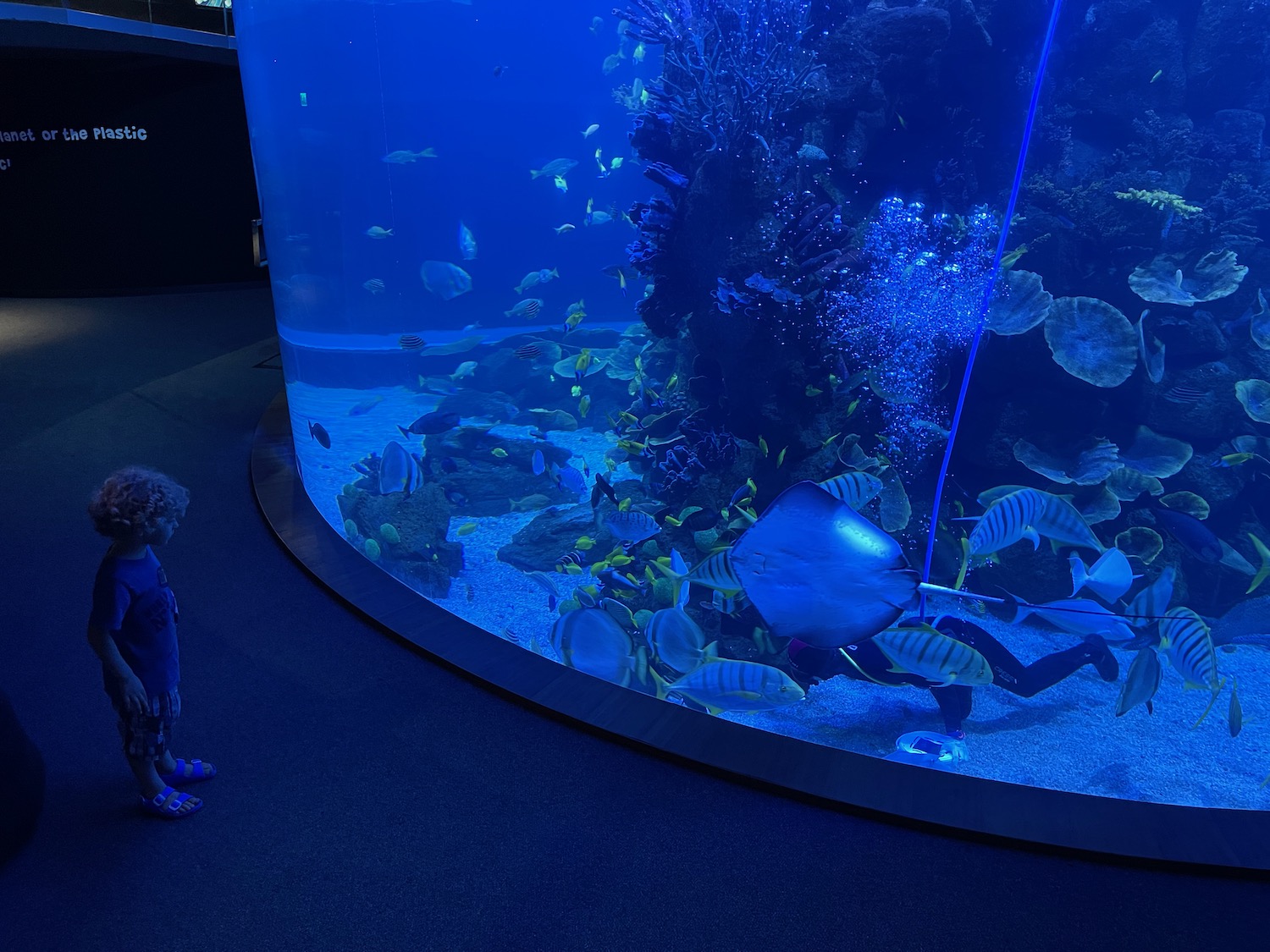 a child looking at fish in a large aquarium