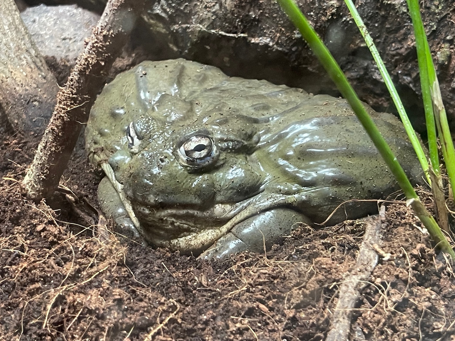 a frog in the dirt