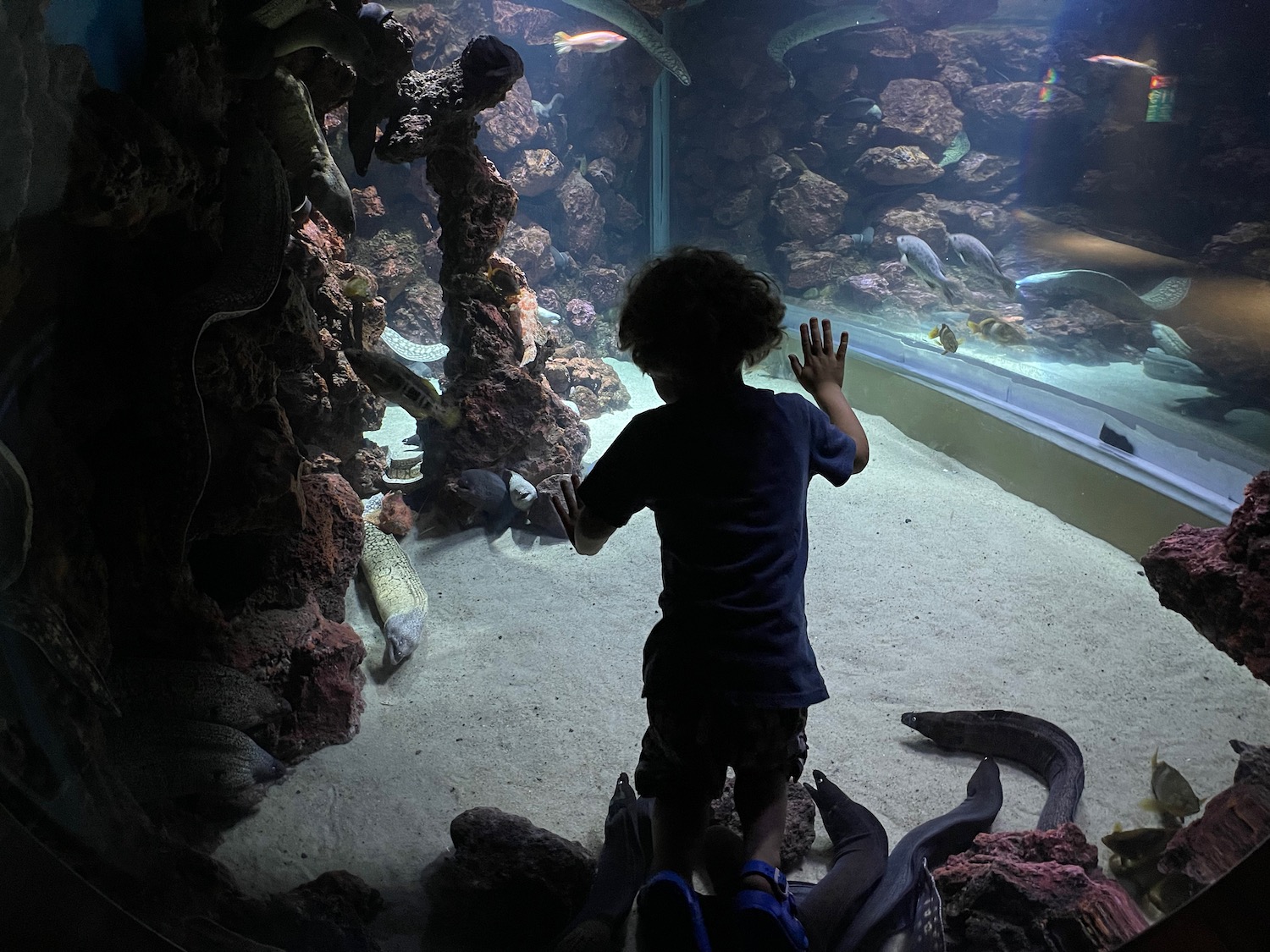 a child standing in front of a fish tank