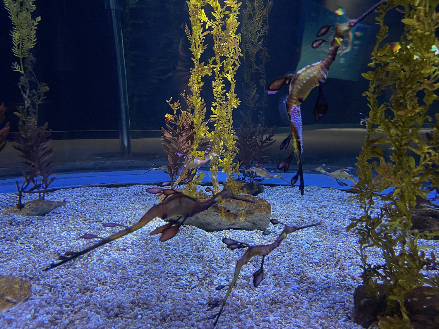 seahorses swimming in an aquarium