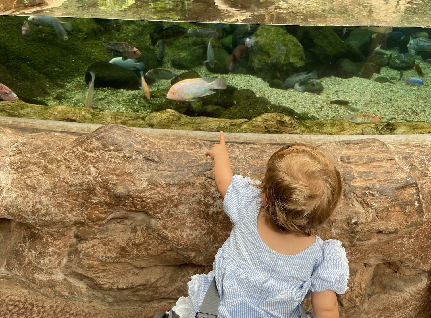 a child pointing at fish in an aquarium