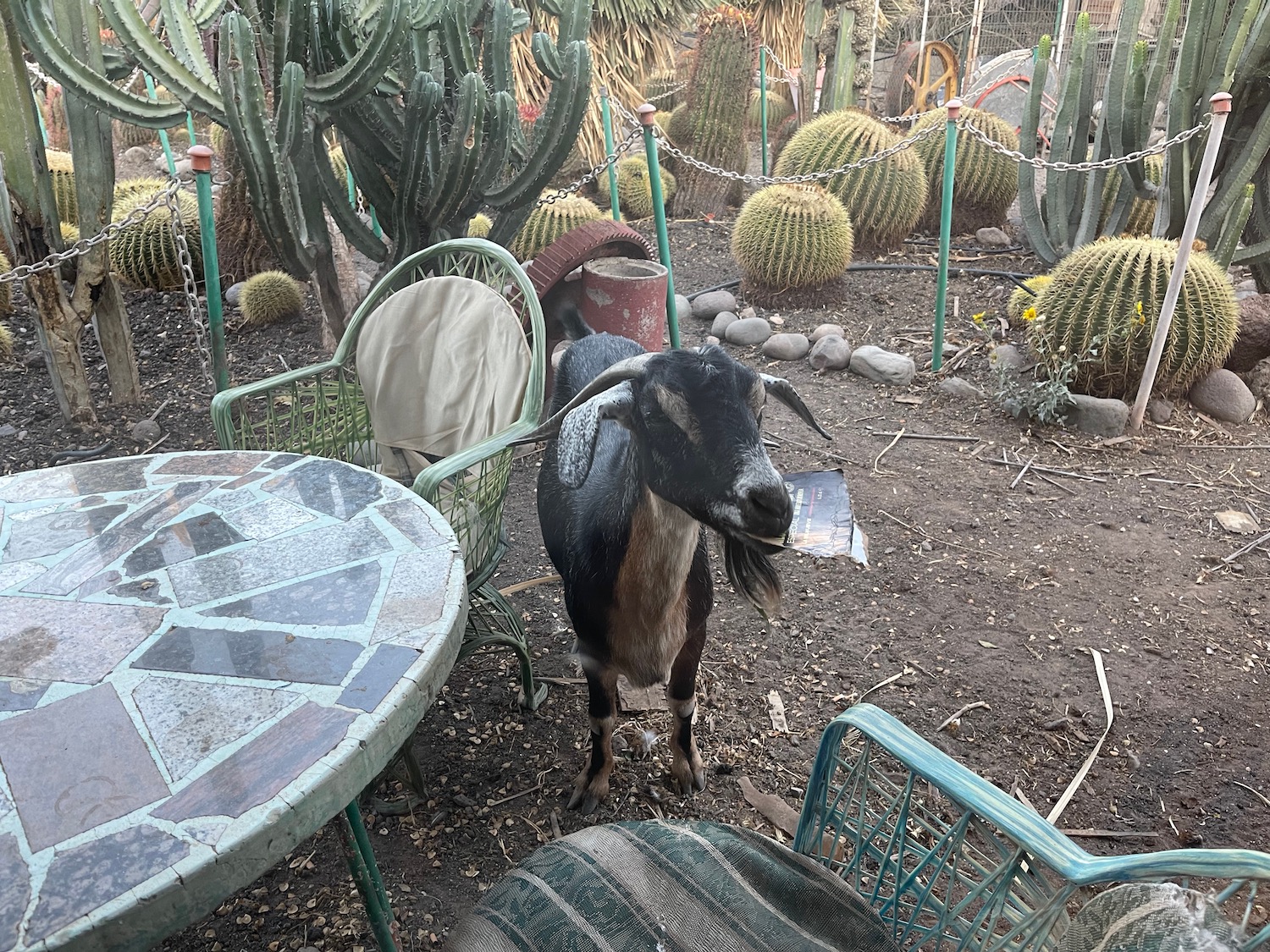 a goat standing in a yard with cactus and chairs