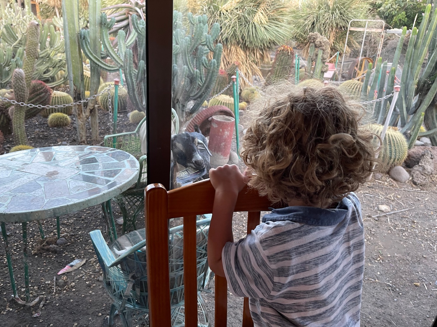 a child looking at a goat through a window