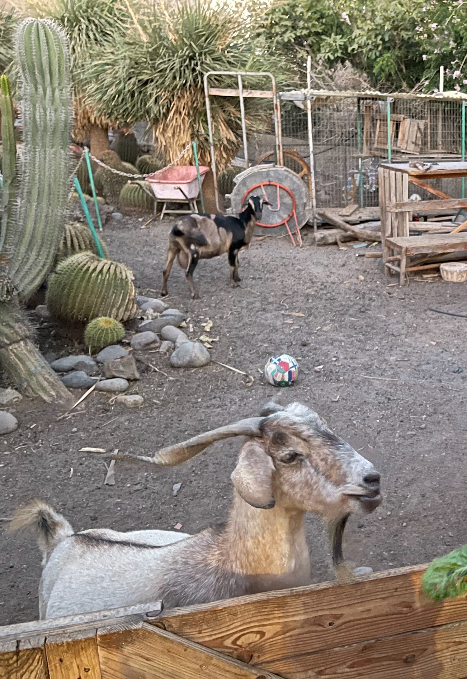 goats in a dirt yard