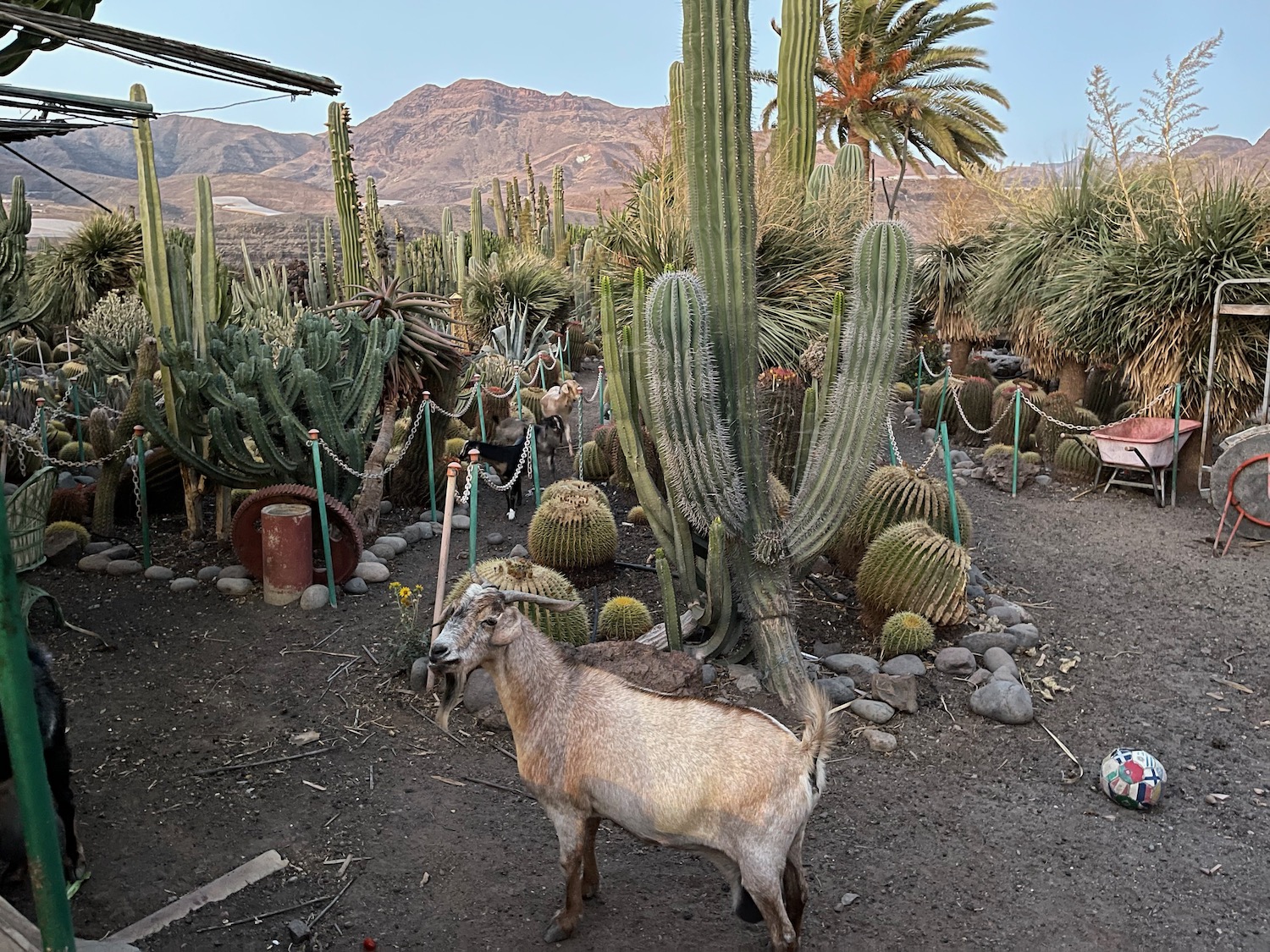 a goat standing in a dirt field with cactus plants