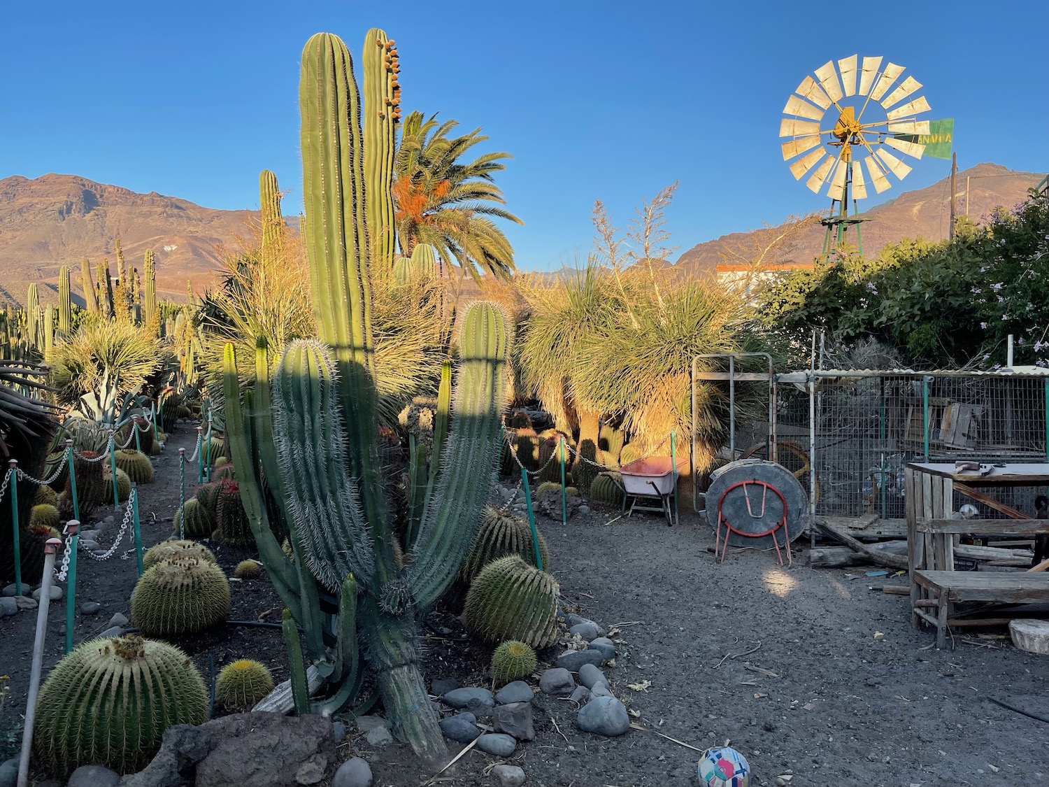 a cactus garden with a windmill