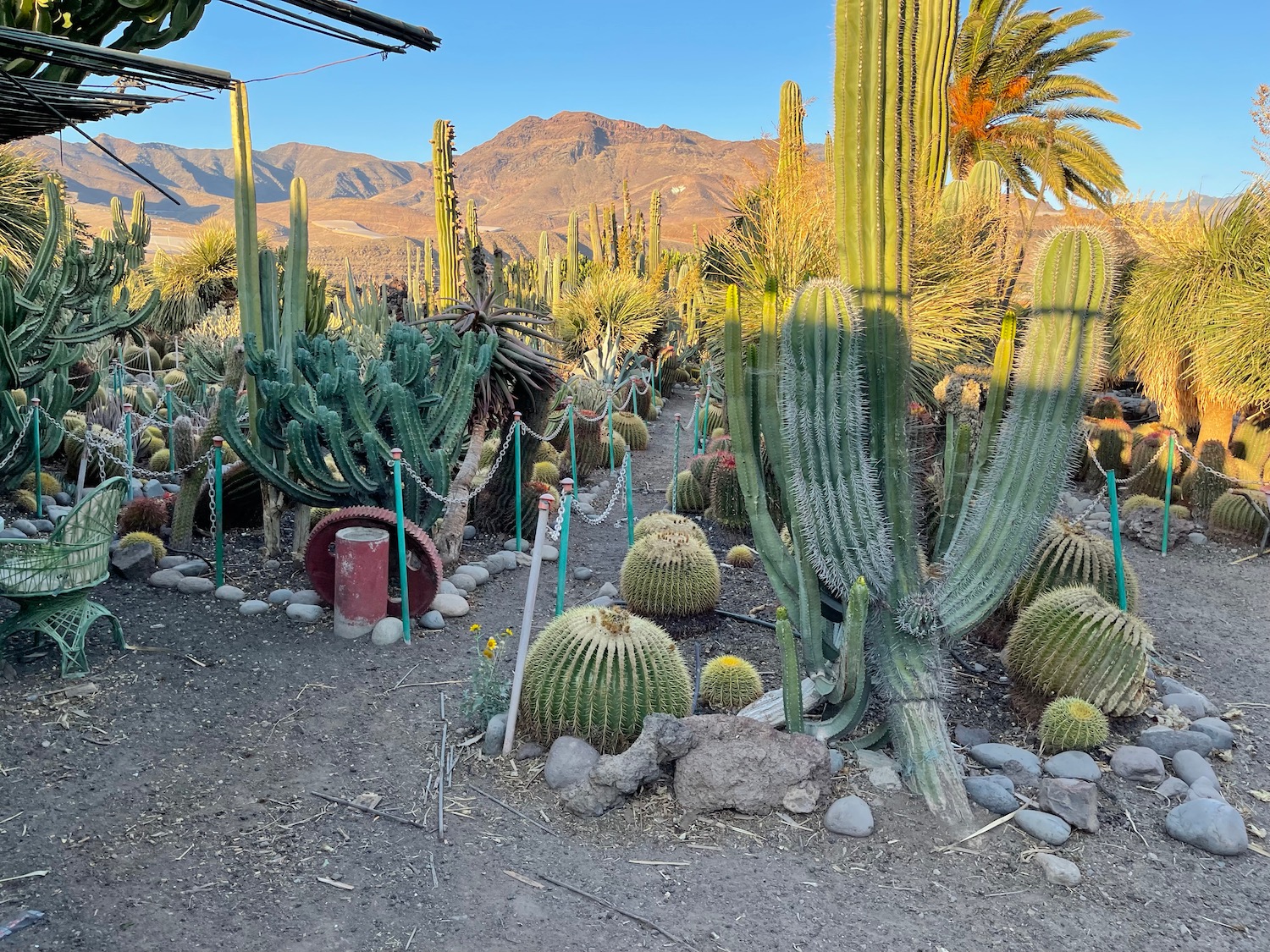 a group of cacti in a desert