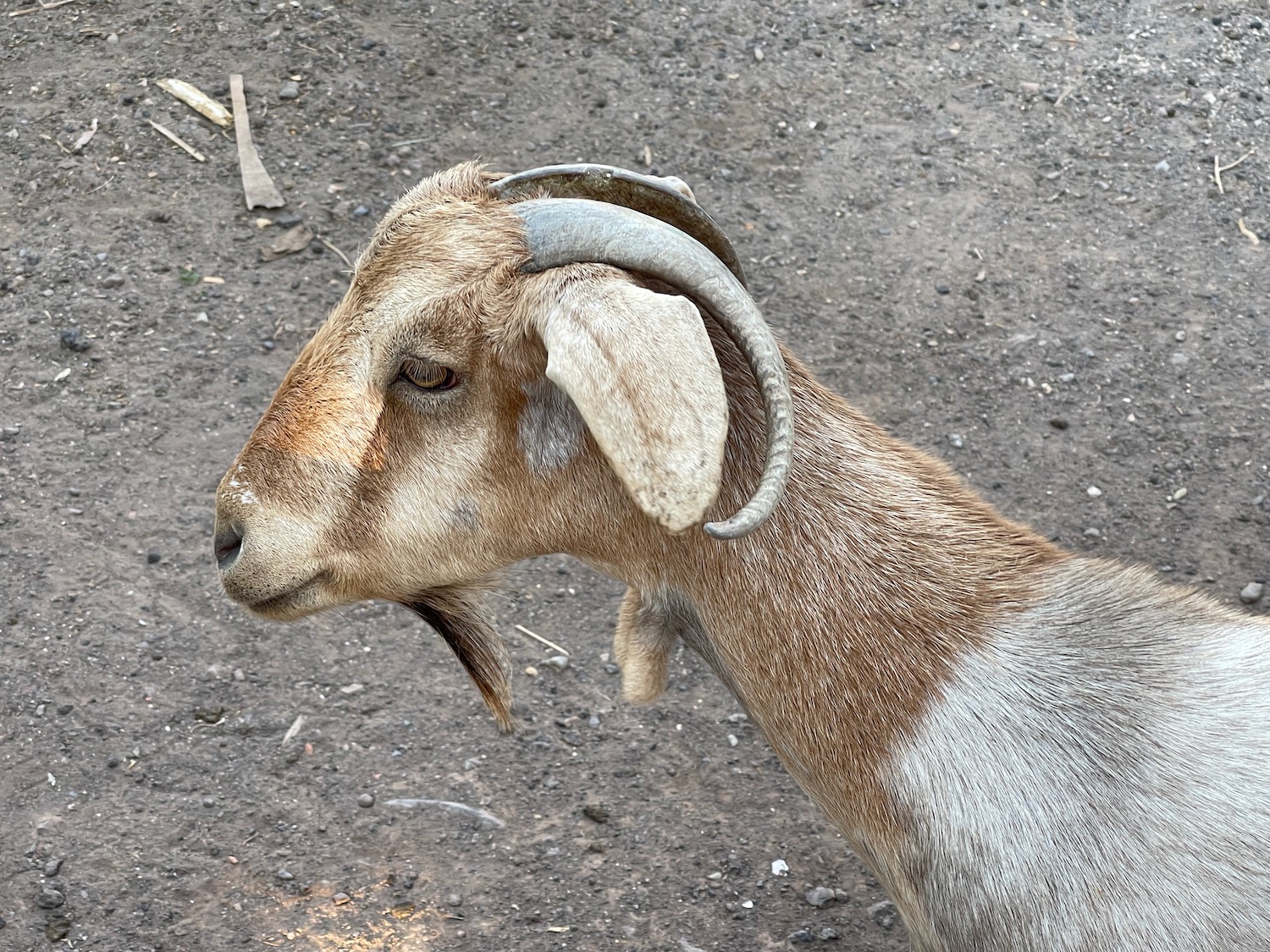 a goat with horns on dirt