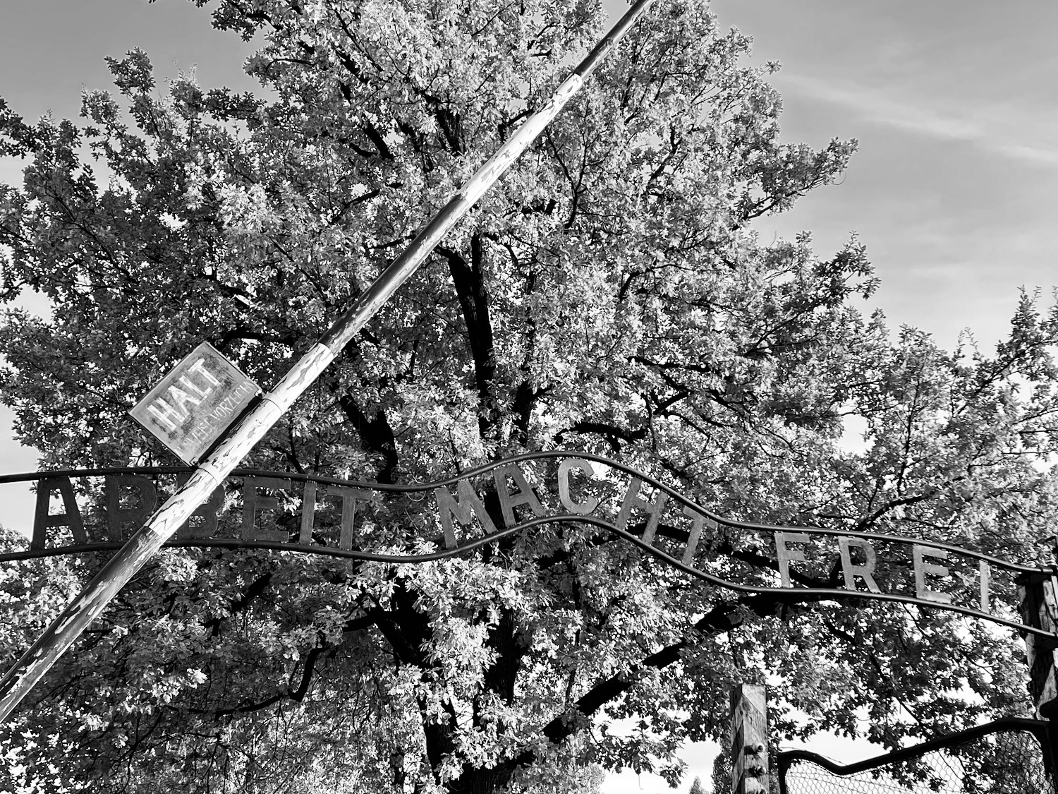 a sign with a pole and a tree