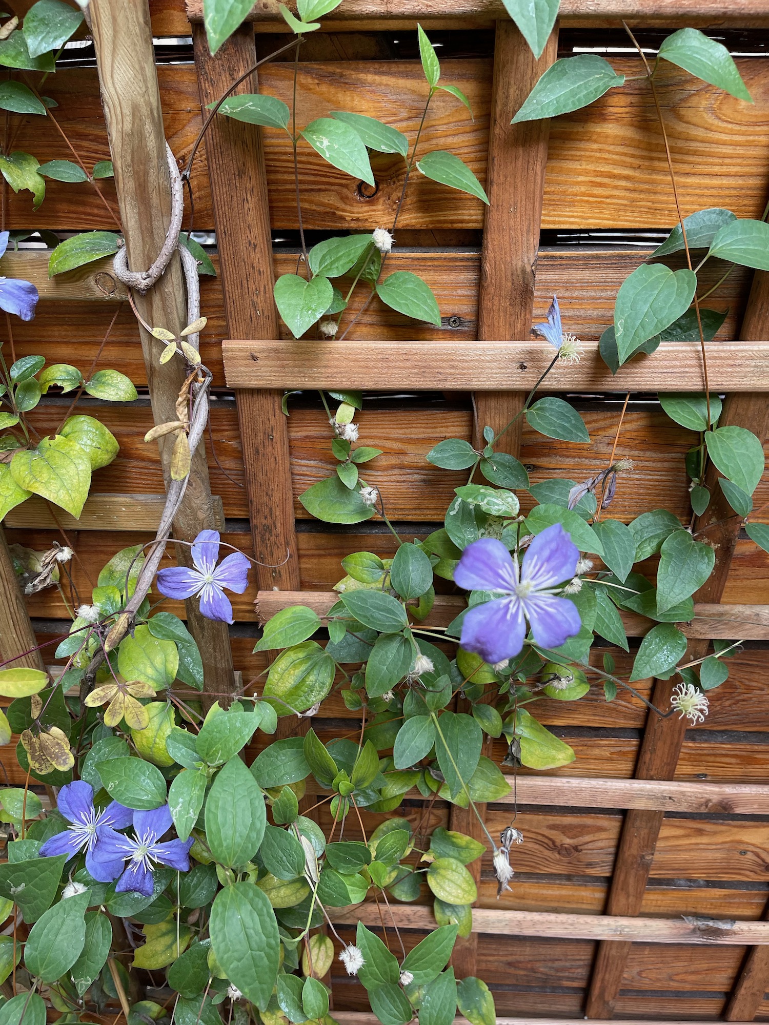 a purple flowers on a wooden trellis