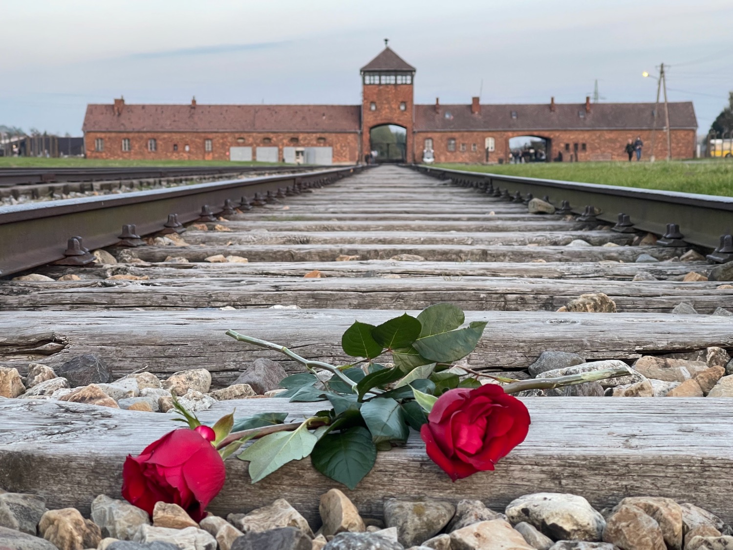 a red roses on a train track