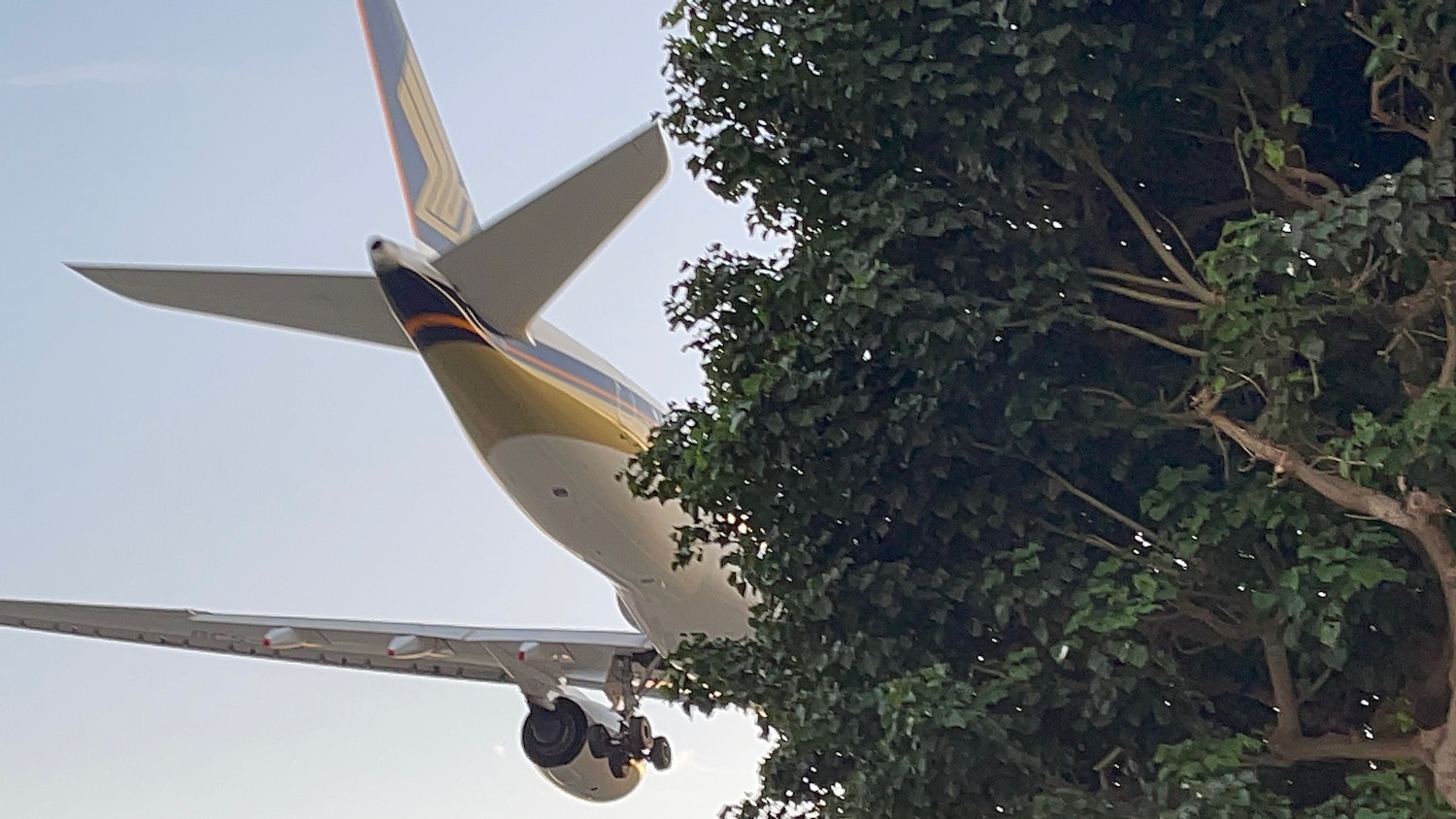 a plane flying over a tree