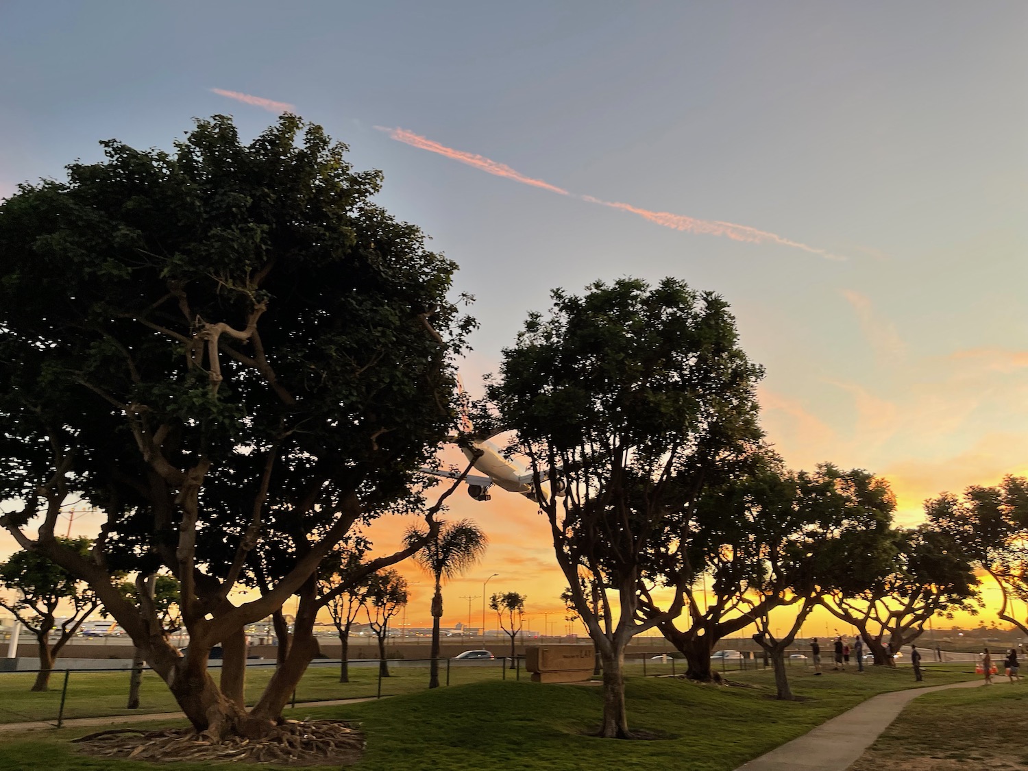 a group of trees in a park