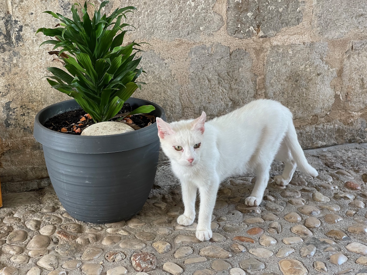 a cat standing next to a potted plant