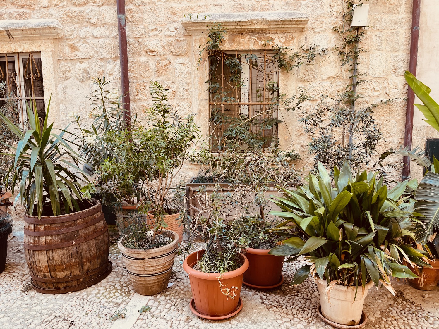 a group of potted plants outside of a building