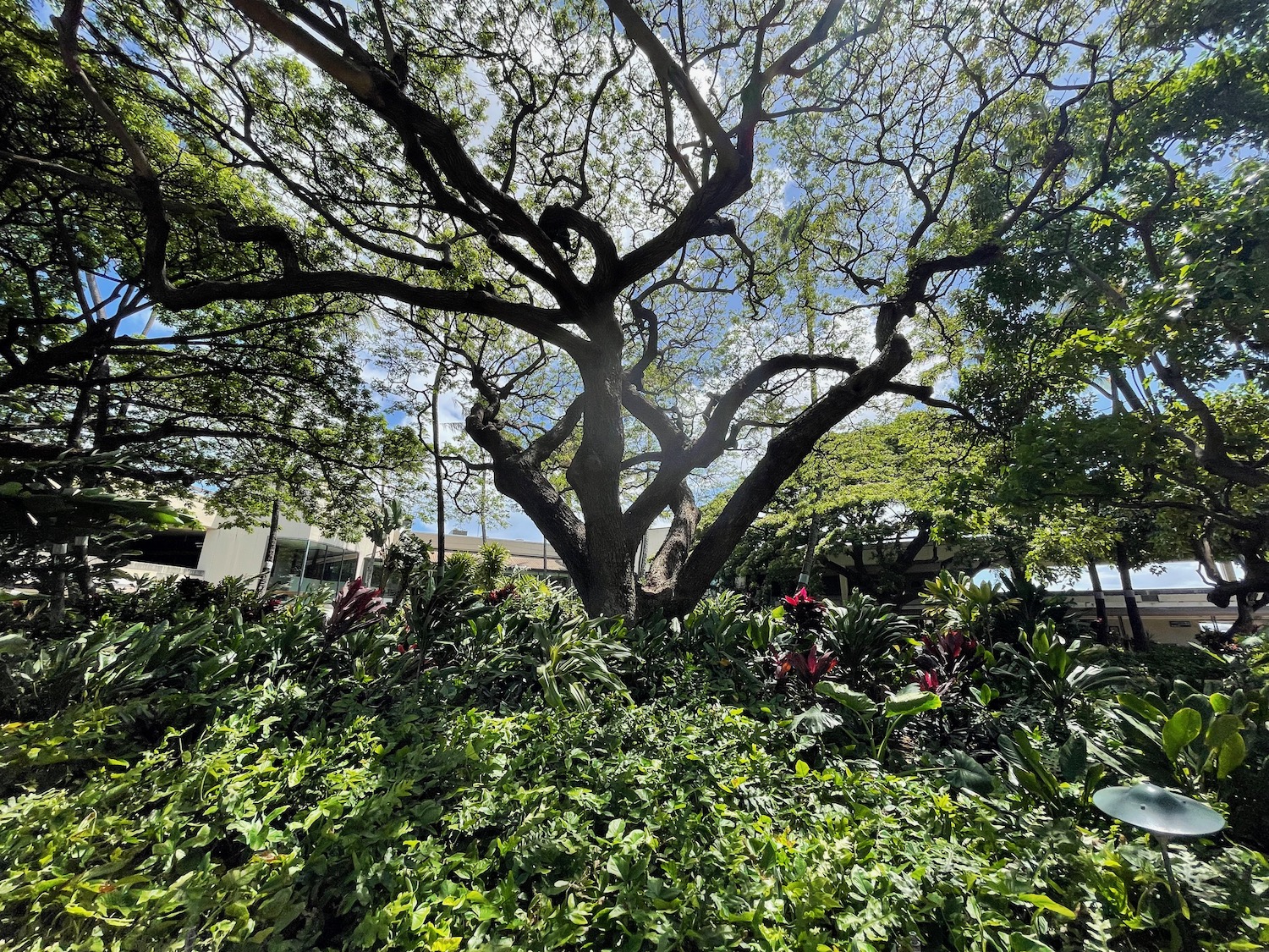 a tree with many leaves and flowers