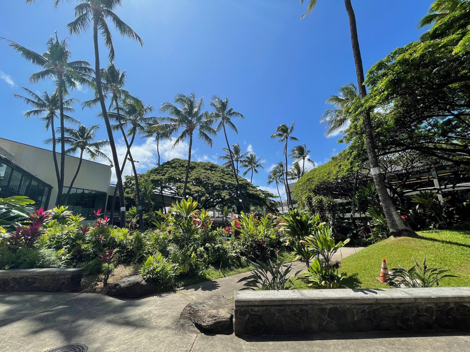 a garden with palm trees and a building