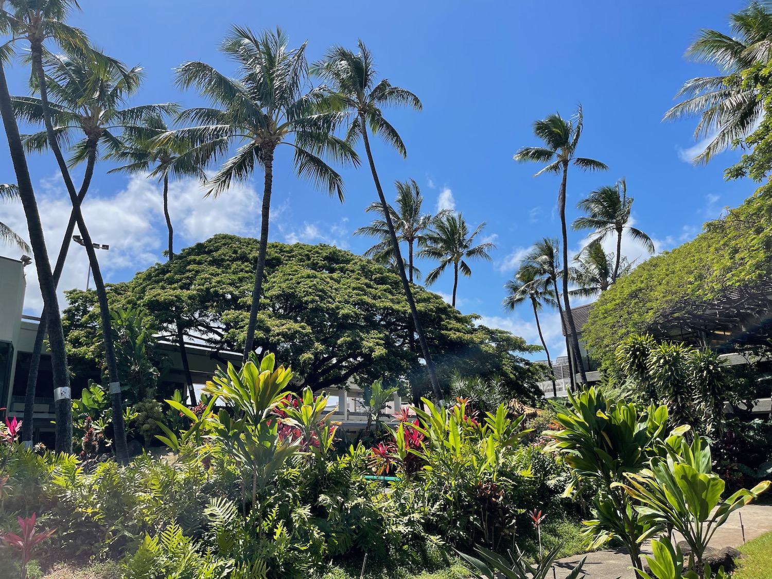 a group of palm trees and bushes