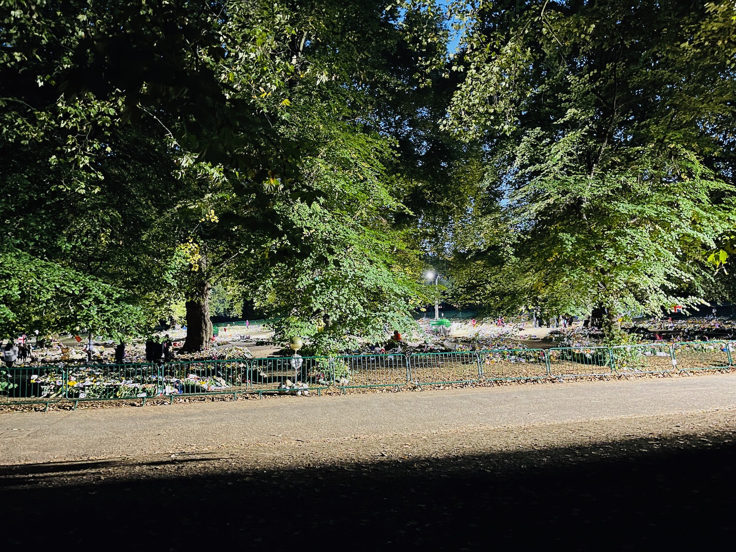 a path with trees and a fence