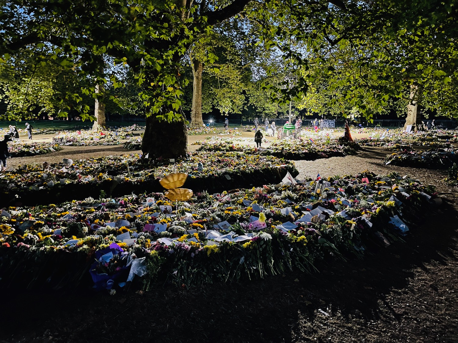 a field of flowers and trees