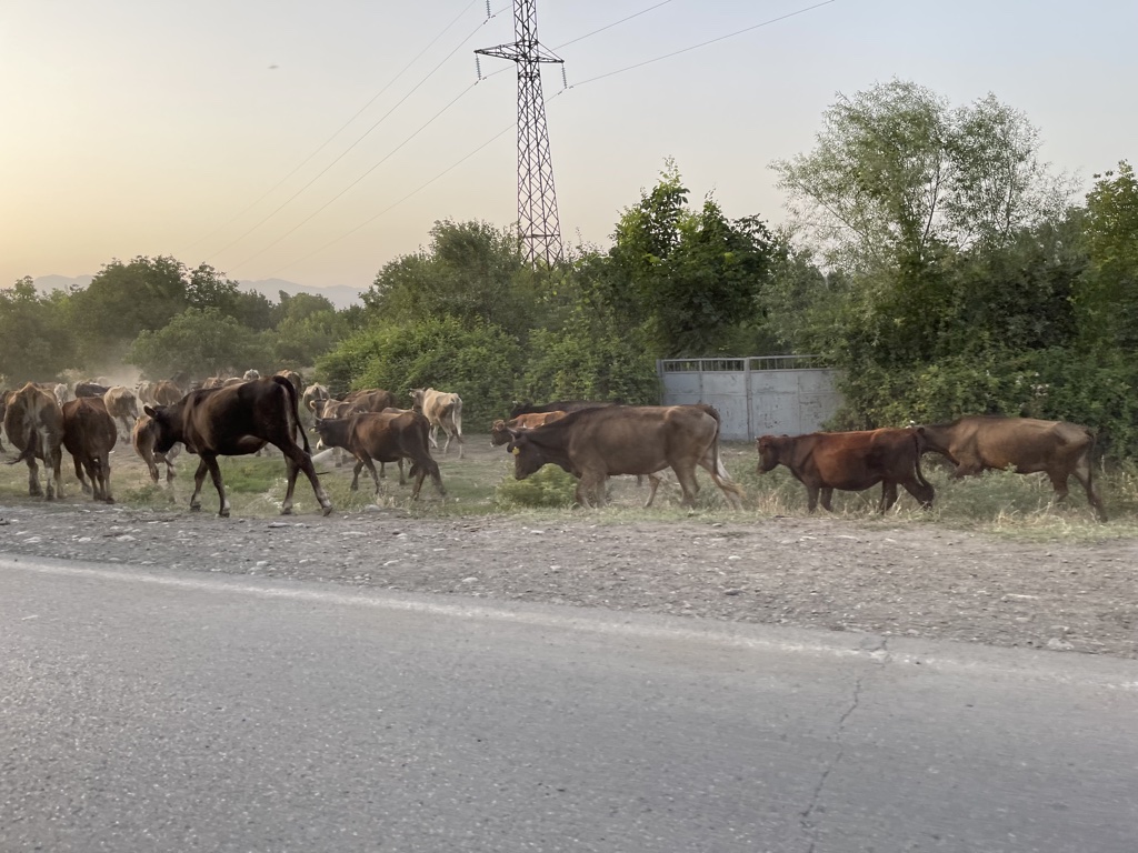 Cows passing on the road in Georgia