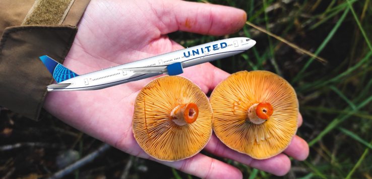 a hand holding mushrooms with a model airplane