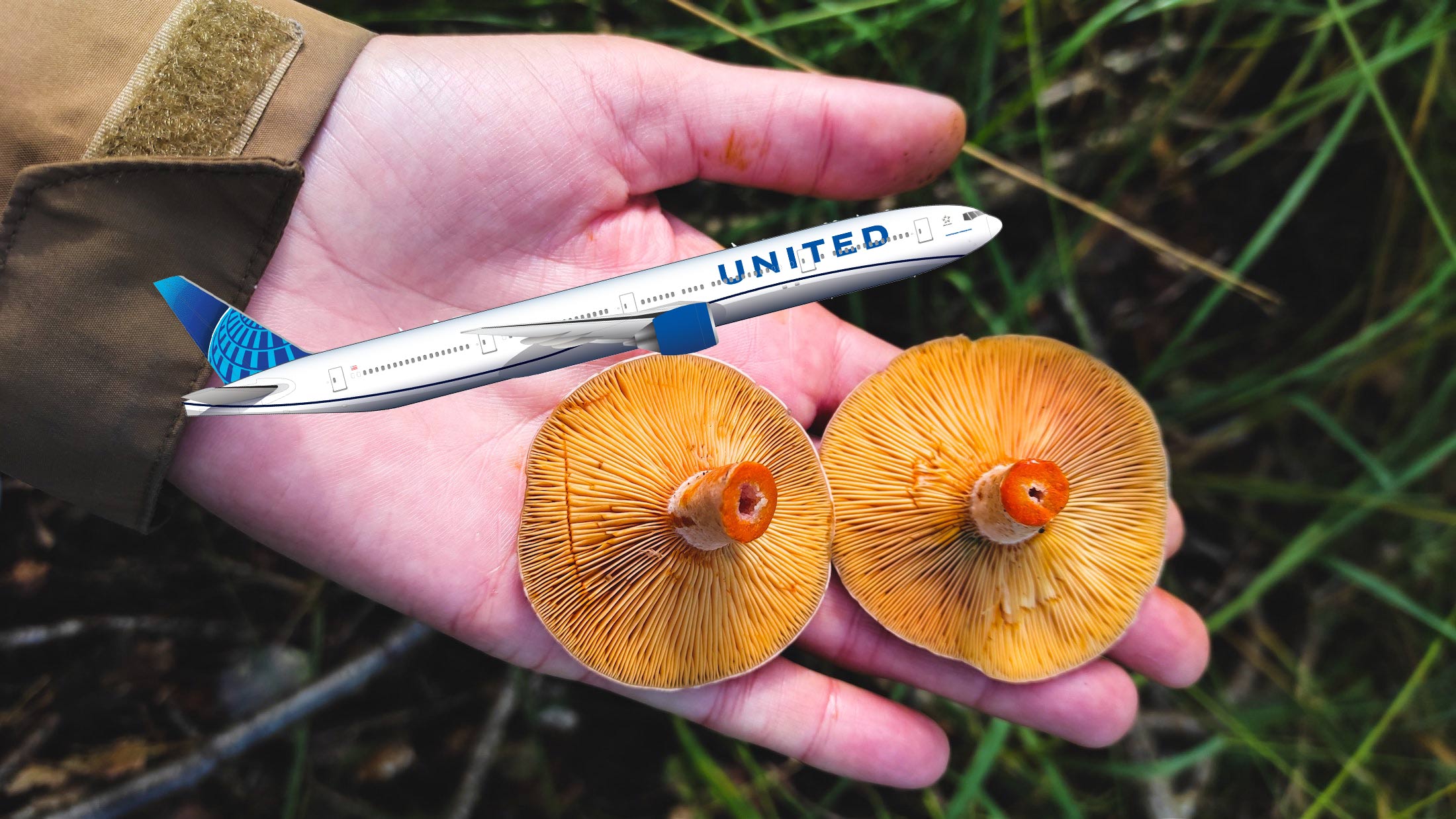 a hand holding mushrooms with a model airplane