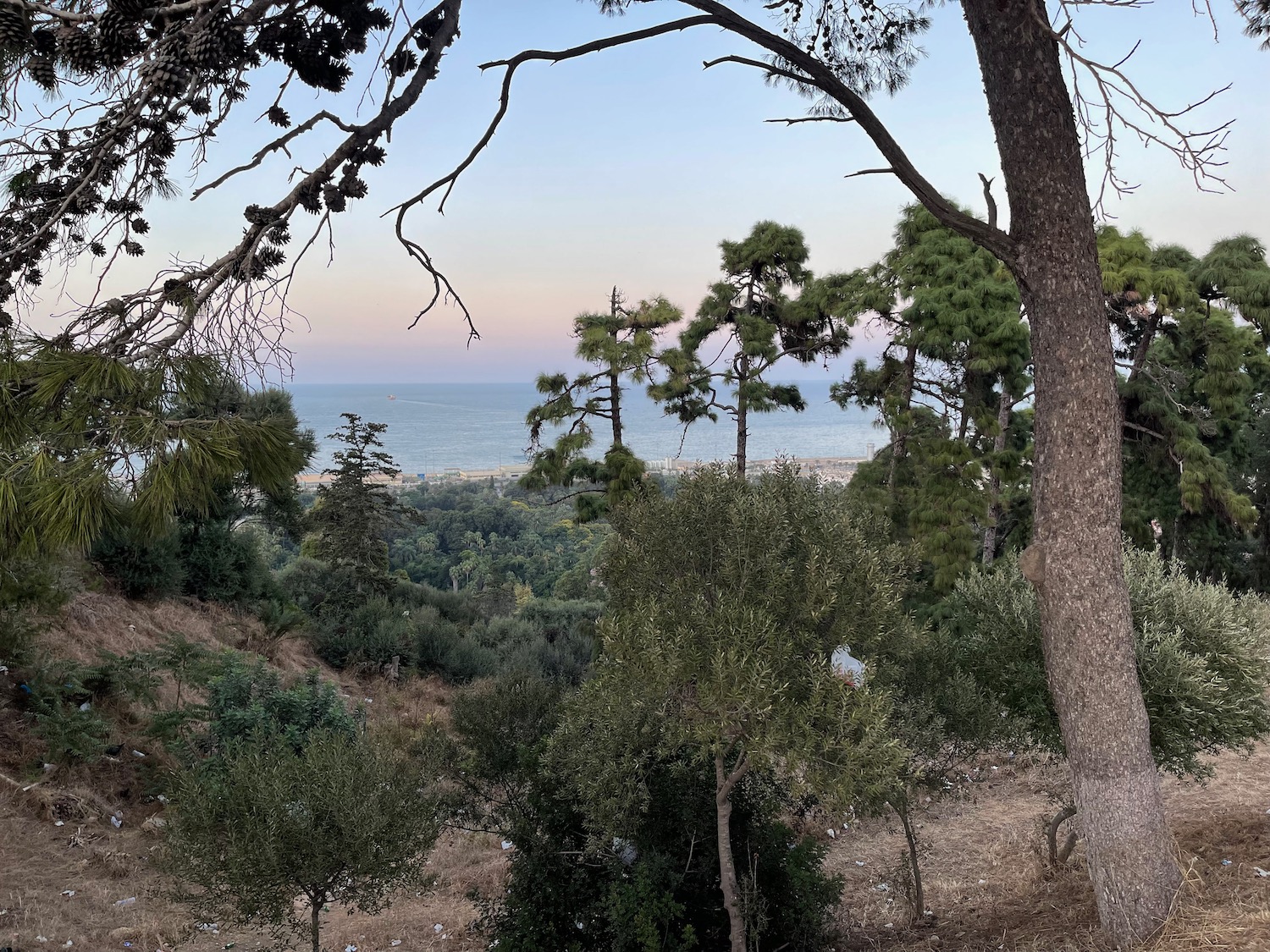 a view of a forest from a hill