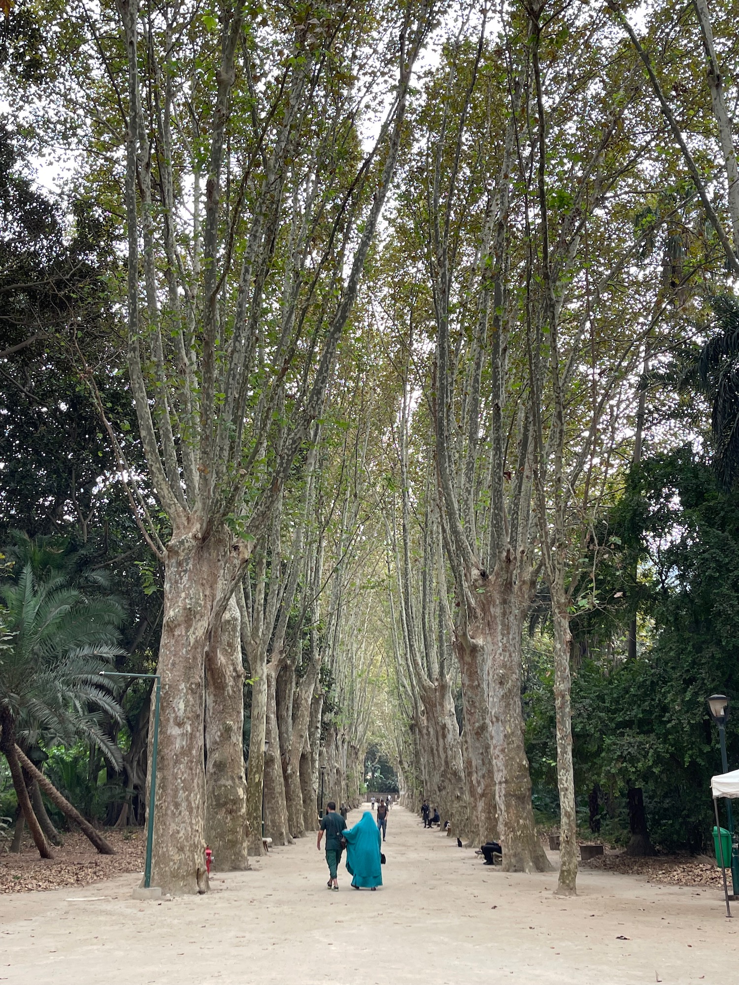 a group of people walking on a path with trees