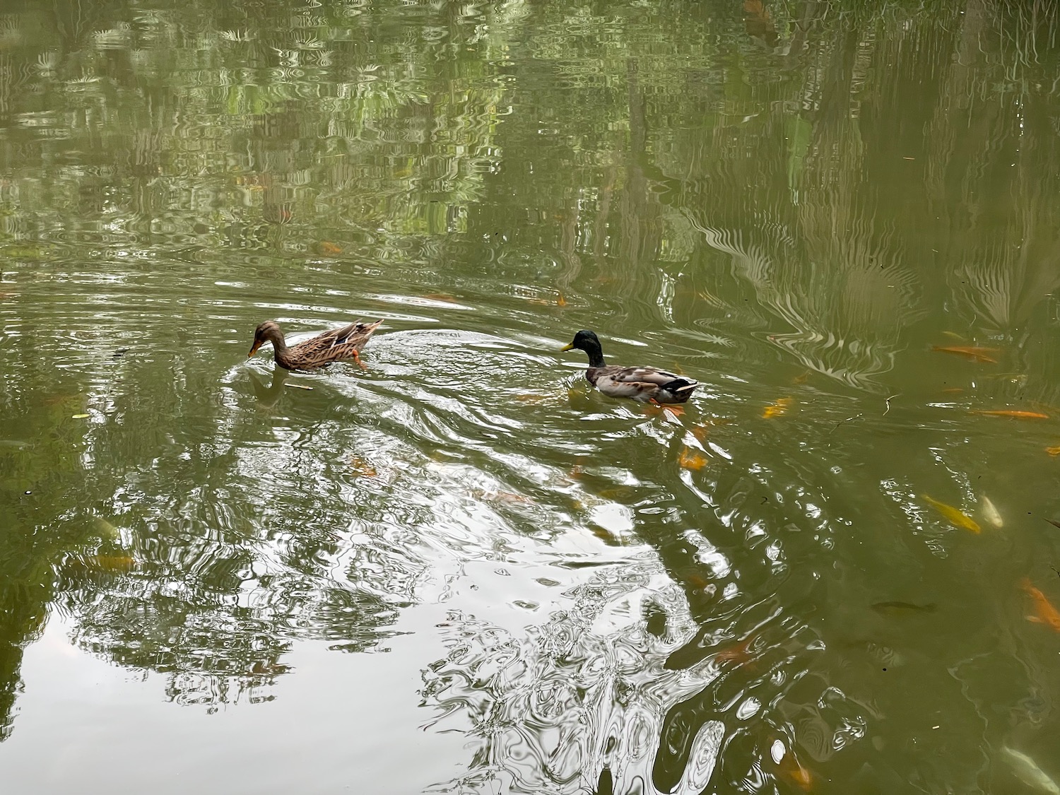 two ducks swimming in a pond