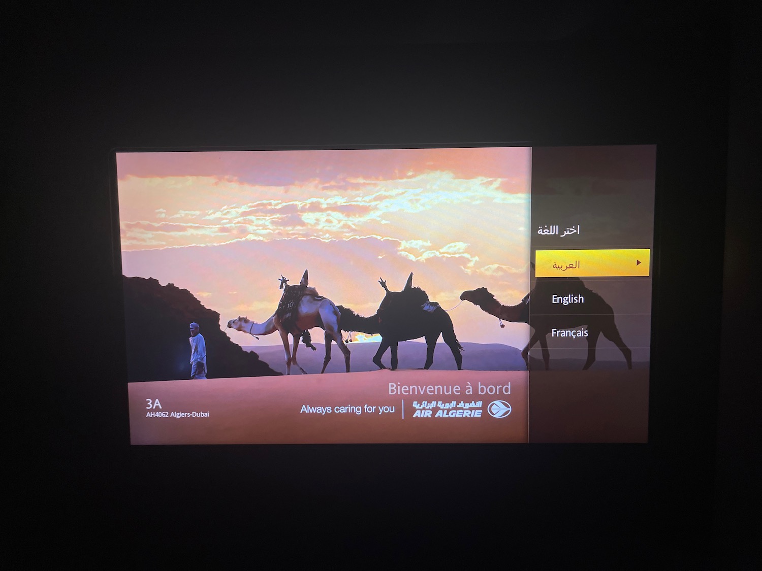 a screenshot of a television showing a group of camels