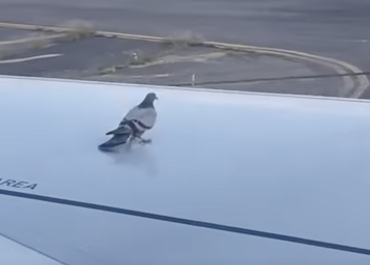 a bird on a car
